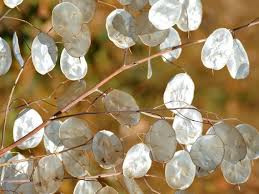 Attēlu rezultāti vaicājumam “Lunaria rediviva”