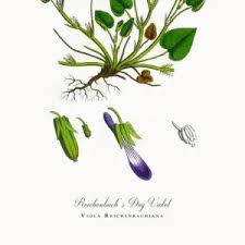 Attēlu rezultāti vaicājumam “Viola reichenbachiana”