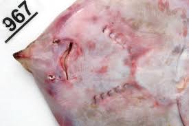 Image result for Raja polystigma