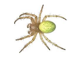 Attēlu rezultāti vaicājumam “Araniella”