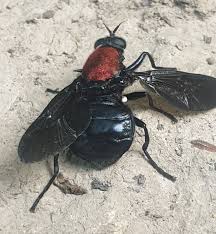 Attēlu rezultāti vaicājumam “Clitellaria ephippium”