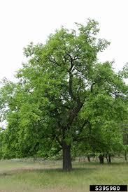 Attēlu rezultāti vaicājumam “Morus alba”