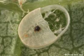 Attēlu rezultāti vaicājumam “Aleurochiton aceris”