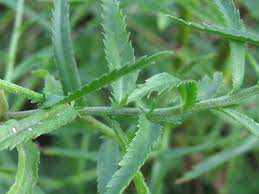 Attēlu rezultāti vaicājumam “Achillea ptarmica leaf”