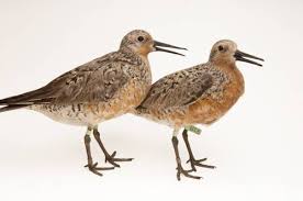 Attēlu rezultāti vaicājumam “Calidris canutus”
