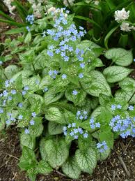 Image result for Brunnera `Jack Frost`