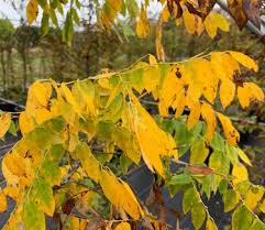 Attēlu rezultāti vaicājumam “Gymnocladus dioicus leaf”