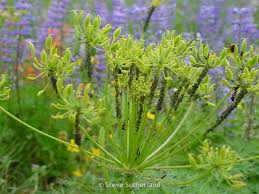 Attēlu rezultāti vaicājumam “Diderma rufostriatum sessile”
