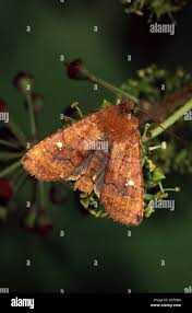 Attēlu rezultāti vaicājumam “Eupsilia transversa”