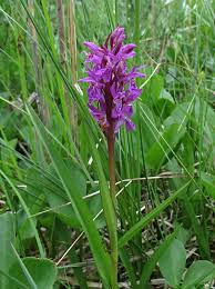 Attēlu rezultāti vaicājumam “Dactylorhiza russowii”