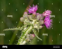 Attēlu rezultāti vaicājumam “Cirsium palustre flower”