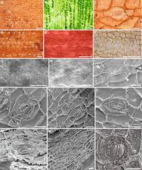 Attēlu rezultāti vaicājumam “Craterium leucocephalum var. scyphoides stalked”