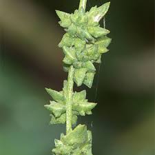 Attēlu rezultāti vaicājumam “Atriplex patula fruit”