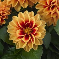 Image result for Dahlia x pinnata `Redskin`