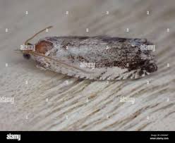 Attēlu rezultāti vaicājumam “Epinotia ramella”