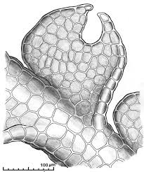 Attēlu rezultāti vaicājumam “Cephalozia catenulata”
