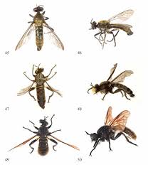 Attēlu rezultāti vaicājumam “Choerades sp.”