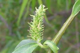 Attēlu rezultāti vaicājumam “Salix x doniana”