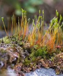 Attēlu rezultāti vaicājumam “Dichodontium pellucidum sporophyte”