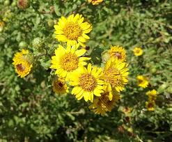 Attēlu rezultāti vaicājumam “Weissia squarrosa”