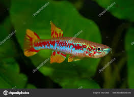 Image result for Aphyosemion