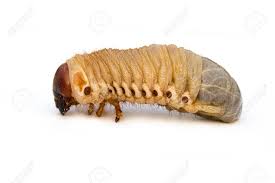 Attēlu rezultāti vaicājumam “Oryctes nasicornis larva”