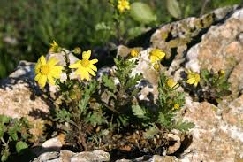 Attēlu rezultāti vaicājumam “Senecio vernalis”