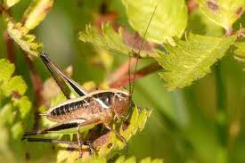 Attēlu rezultāti vaicājumam “Metrioptera brachyptera”