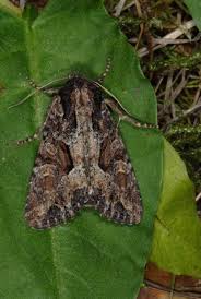 Attēlu rezultāti vaicājumam “Apamea remissa”