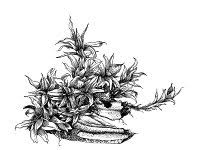 Attēlu rezultāti vaicājumam “Orthotrichum diaphanum”