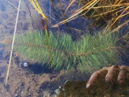 Attēlu rezultāti vaicājumam “Myriophyllum alterniflorum leaf”