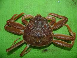 Image result for Chionoecetes opilio