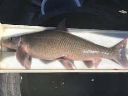 Image result for Cycleptus elongatus