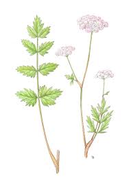 Image result for Pimpinella major