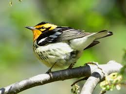 Image result for Dendroica fusca