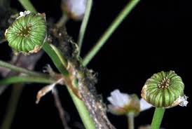 Attēlu rezultāti vaicājumam “Alisma gramineum leaf”