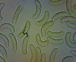 Attēlu rezultāti vaicājumam “Vuilleminia comedens”