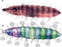 Attēlu rezultāti vaicājumam “Therevidae larva”
