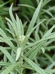 Attēlu rezultāti vaicājumam “Anaphalis margaritacea leaf”