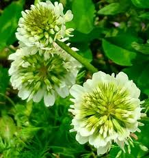 Attēlu rezultāti vaicājumam “Trifolium repens fruit”