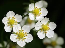 Attēlu rezultāti vaicājumam “Fragaria x ananassa flower”