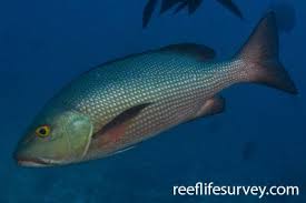 Image result for Lutjanus alexandrei