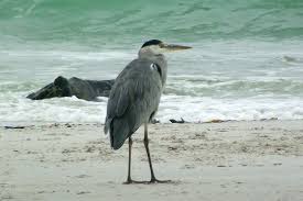 Attēlu rezultāti vaicājumam “Ardea cinerea”