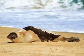 Image result for Pagophilus groenlandicus