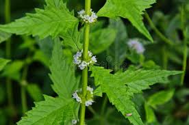 Attēlu rezultāti vaicājumam “Lycopus europaeus flower”