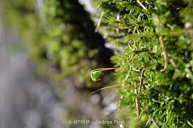 Attēlu rezultāti vaicājumam “Timmia megapolitana”