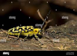 Attēlu rezultāti vaicājumam “Saperda scalaris”