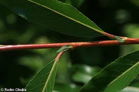 Attēlu rezultāti vaicājumam “Salix daphnoides subsp. acutifolia”