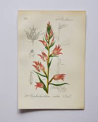 Attēlu rezultāti vaicājumam “Cephalanthera rubra leaf”