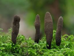 Attēlu rezultāti vaicājumam “Xylaria polymorpha”